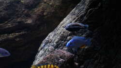 Besatz im Aquarium pakati pa miyala