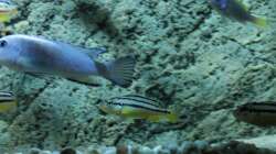 Besatz im Aquarium pakati pa miyala