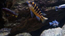 Besatz im Aquarium pakati pa miyala