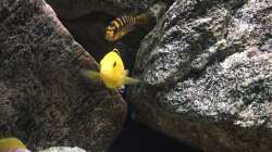 Besatz im Aquarium pakati pa miyala