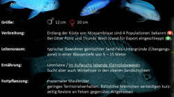 Pseudotropheus socolofi ist ein typischer Bewohner der ??bergangszone ??? seine Habitate