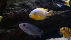 Besatz im Aquarium pakati pa miyala