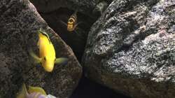 Besatz im Aquarium pakati pa miyala