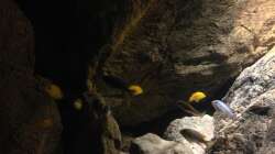 Besatz im Aquarium pakati pa miyala