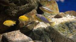 Besatz im Aquarium pakati pa miyala