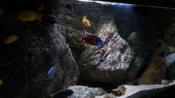 Besatz im Aquarium pakati pa miyala