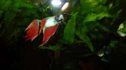 Besatz im Aquarium Betta splendens