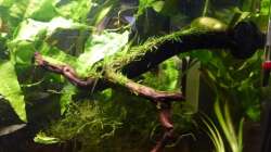 Morkienholz mit Saugnapf an der Scheibe befestigt und mit javamoos bepflanzt