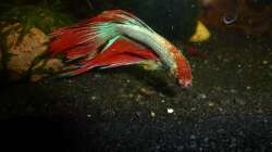 Besatz im Aquarium Betta splendens