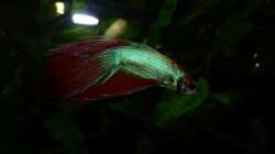 Besatz im Aquarium Betta splendens