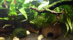 Aquarium Betta splendens