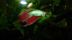 Besatz im Aquarium Betta splendens