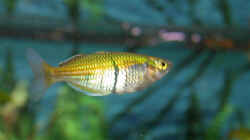 Regenbogenfisch-Weibchen - ist natura nicht ganz so farbig