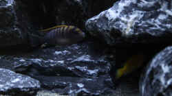 Labidochromis sp. `Hongi` (m)