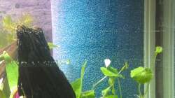 HMF vor EHEIM Aquaball 130