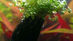 Hemianthus callitrichoides - CUBA