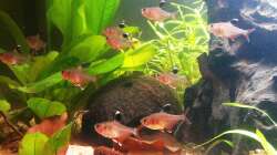 Schmucksalmler / Hyphessobrycon rosaceus