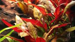 Alternanthera reineckii ´Pink´ - roseafolia