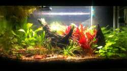 17.03.2013 nach erneuter kleiner Umpflanzaktion