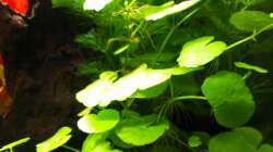 Hydrocotyle leucocephala