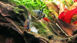 1. Gelege der Schmetterlingsbuntbarsche