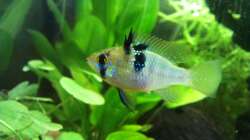 Schmetterlingsbuntbarsch (W) / Mikrogeophagus ramirezi