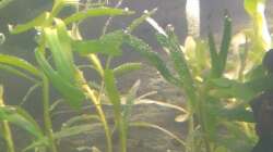 Heteranthera zosterifolia