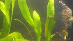 Echinodorus parivlorus - peruensis