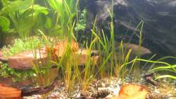 Echinodorus tenellus