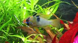 Schmetterlingsbuntbarsch (M) / Mikrogeophagus ramirezi