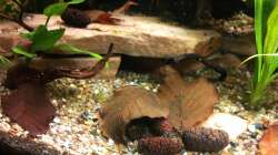 Buchenlaub, Erlenzapfen und Zweige