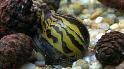 Zebra Rennschnecke / Neritina turrita