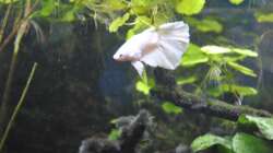 Beta Splendes (weiss) 2012-2013