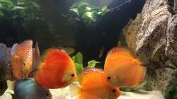 Besatz im Aquarium Diskus