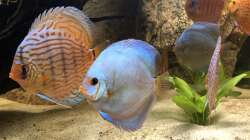 Besatz im Aquarium Diskus