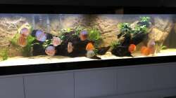Besatz im Aquarium Diskus