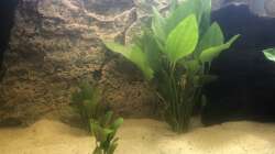 Echinodorus Dschungelstar Nr. 14