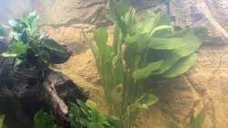 Echinodorus Argentinensis