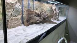 Dekoration im Aquarium Diskus