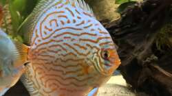 Besatz im Aquarium Diskus