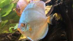 Besatz im Aquarium Diskus
