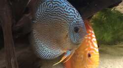 Besatz im Aquarium Diskus