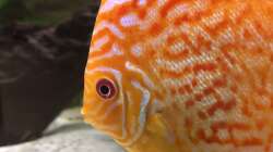 Besatz im Aquarium Diskus