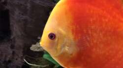 Besatz im Aquarium Diskus