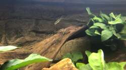 Besatz im Aquarium Diskus