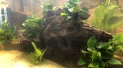 Anubias barteri nana