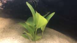 Pflanzen im Aquarium Diskus