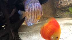 Besatz im Aquarium Diskus