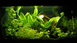 ´Kinderzimmeraquarium´