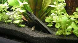 Schieferplatte als Unterstand